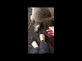 Curious Koala Walks Into House