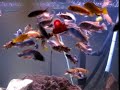 Everybody Wants Some - A cichlid feeding frenzy Everybody Wants Some - A cichlid feeding frenzy