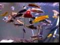 Everybody Wants Some - A cichlid feeding frenzy