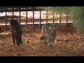 Cat fight
