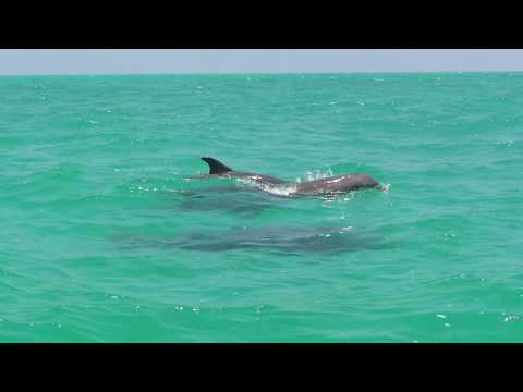 Mexique – Sian Ka’an : Le gang de dauphins