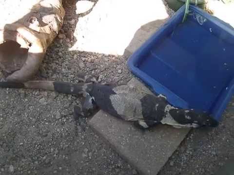 how to treat mbd in geckos