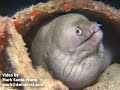 Bonaire 2007 Scuba Video - Belmar
