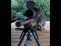 videos de terrorist cat
