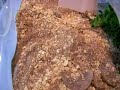 Meal Worm Farm