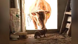 Dogās depressed when heās separated from cow who āraised himā but then he hears familiar ā by Did You Know Animals?