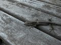 Kanahebi (a small lizard in Japan)
