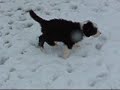 Bearded Collie - Szczeni?ta pod Egid? Ateny