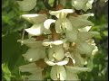 Acacia - Robinia pseudoacacia L. Acacia - Robinia pseudoacacia L.