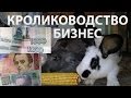 Кролиководство: разведение кроликов как бизнес от А до Я.