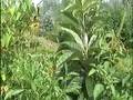 videos de Tropisch vordenstein 7 - Gaillarde Razzledazzle;