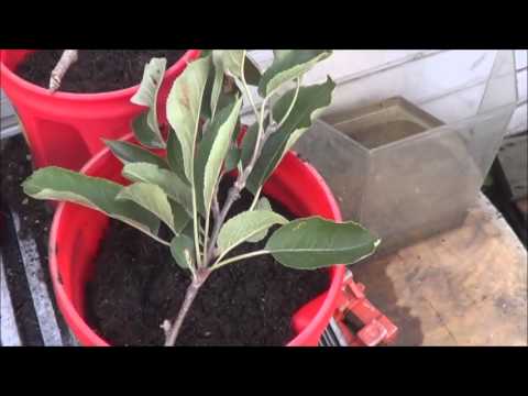 how to harvest willow bark