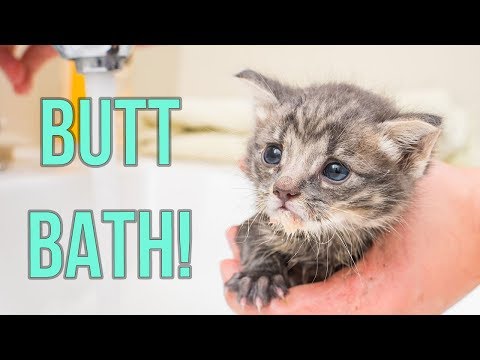 Giving Kittens an Oopsie-Poopsie Butt Bath - YouTube
