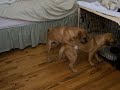 Puggle Boots Gets His Freak On Puggle Boots Gets His Freak On