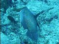 French angelfish French angelfish