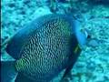 French angelfish