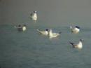 Little Gulls, Huizen