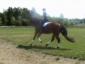 Irish Coffee under saddle