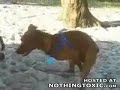 Horny dog jerks himself off!