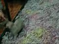 Shitzu Vs Carlino