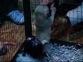 Shitzu Vs Carlino