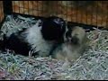 Pug video