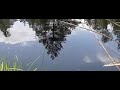 libellen patrouillerend libellen patrouillerend
