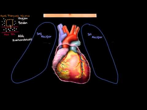 Khan Academy - Kalp ile Tanışın! (Sağlık ve Tıp) (Dolaşım Sistemi Fizyolojisi) - 2014.02.10
