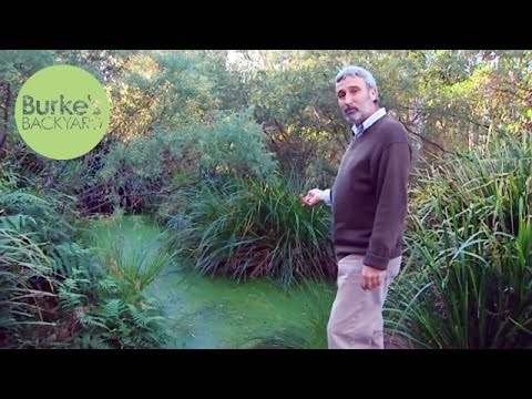 how to transplant duckweed