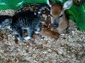 So cute! RT @DaveShuffles: In case of emergency, click link: http://t.co/2C7Ou3TT A kitten & fawn rescue team are standing by