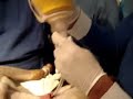 Cricotirotomía en perro - UPAEP Medicina