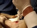 Cricotirotomía en perro - UPAEP Medicina