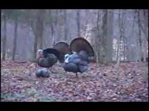 Turkey Decoy Hunting Tips - Part III