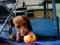 Nutella the dachshund eating an apple