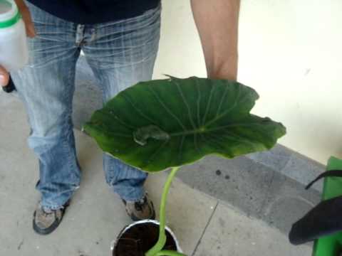 how to care for colocasia esculenta