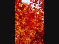 videos de The Falling of the Leaves