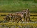 Nature Collection 34 - Great Bear Rainforest 5of5 - 2001