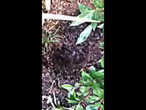 how to transplant sage