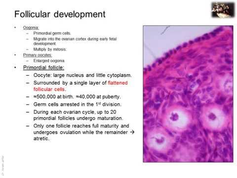 how to locate epididymis