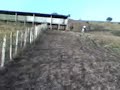Corrida de cavalo