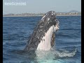 Whale song