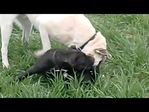 Kangal Dövüşü - KANGAL ÇOBAN KÖPEKLERİNİN KÖKENİ: Asya kıtasında; Ural-Altay dağları arasında, Baykal gölü civarında, Bozkır tarihinin; en eski ve yaygın küçükbaş hayvan sür...