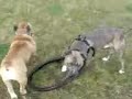 kampfhunde in aktion