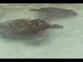 Atlantis Resort Bahamas Paradise Island- Part 2