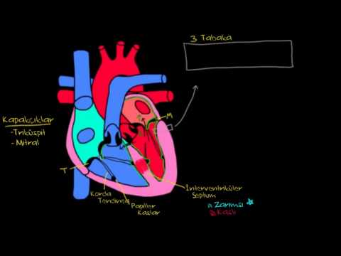 Khan Academy - Kalbin Katmanları (Sağlık ve Tıp) (Dolaşım Sistemi Fizyolojisi) - 2014.01.08