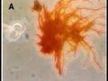 Movie made from Article about crayfish erythrophores