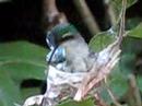 Hummingbird Hummingbird