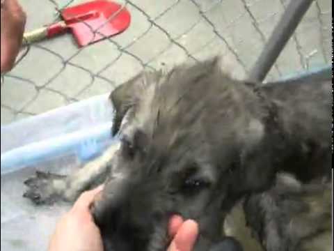 Elliot's Elixirs Irish Wolfhound Girl Puppy #3