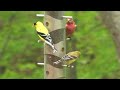 Finch feeder