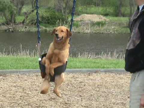swinging - Dog in Swing. Dog on Swing. Sara the swinging dog is back! This is our dog Sara who loves to go swing at the park. She has been doing this for about 4 years ...